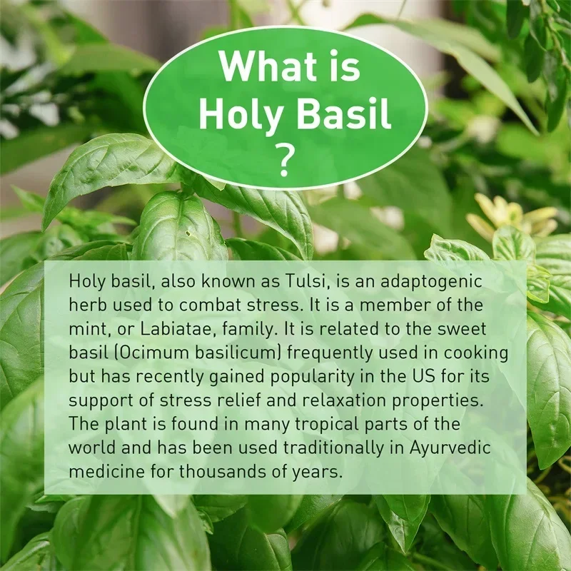 Капсулы Holy Basil — повышение – обзор и цена Tulsi Holy Basil
